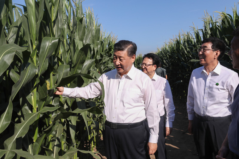 7月22日至24日，中共中央总书记、国家主席、中央军委主席习近平在吉林省考察。这是7月22日下午，在四平市梨树县国家百万亩绿色食品原料（玉米）标准化生产基地核心示范区地块，习近平走进玉米地，察看玉米长势。新华社记者　王晔　摄